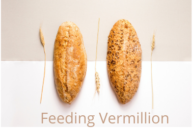 Feeding Vermillion
